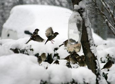 Астраханцам предлагают присоединиться к изготовлению кормушек, чтобы спасти зимующих птиц от голода